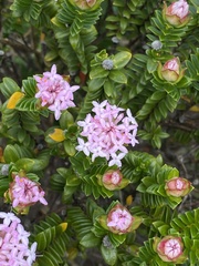 Pimelea ferruginea
