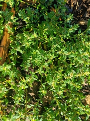 Caryophyllales