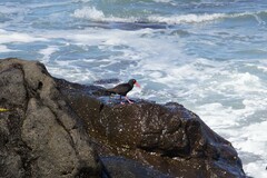 Haematopus fuliginosus