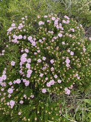 Pimelea ferruginea