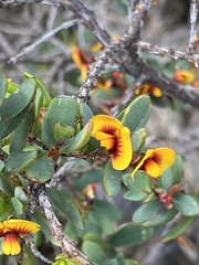Eutaxia myrtifolia