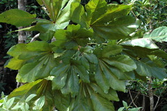 Acropogon pilosus