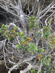 Eutaxia myrtifolia