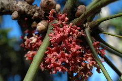 Acropogon pilosus