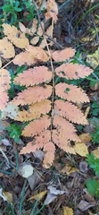 Sorbus aucuparia
