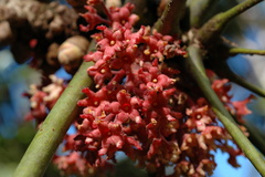 Acropogon pilosus