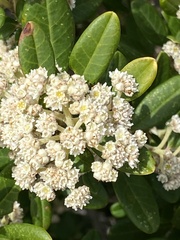 Spyridium globulosum