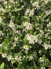 Spyridium globulosum