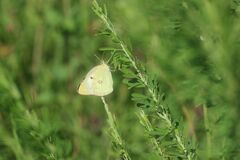 Colias poliographus