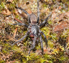 Chenistonia maculata