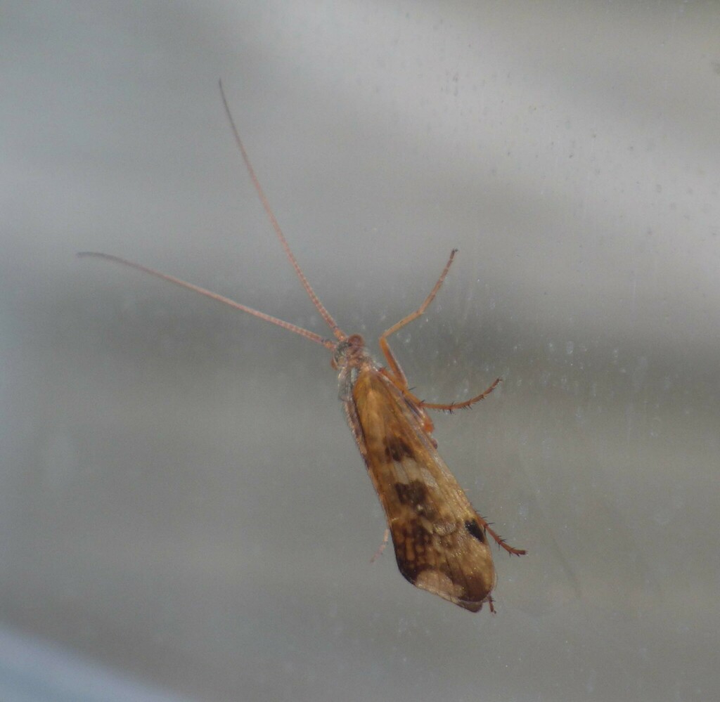 Limnephilus concolor