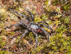 Chenistonia maculata