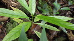 Bertiera borbonica