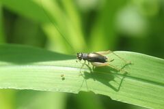 Trigonidium japonicum