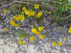 Senecio pinnatifolius