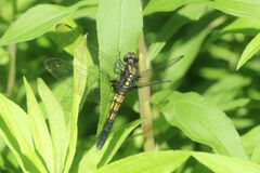 Orthetrum melania melania