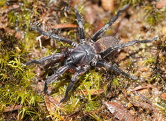 Chenistonia maculata