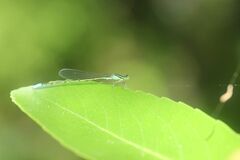 Aciagrion migratum