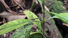 Bertiera borbonica