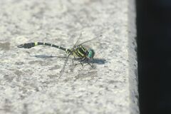 Melligomphus viridicostus