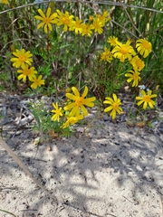 Senecio pinnatifolius
