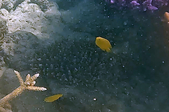 Pomacentrus moluccensis