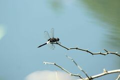 Pseudothemis zonata