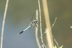 Orthetrum albistylum
