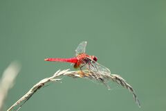 Crocothemis servilia mariannae