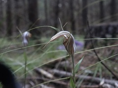 Pterostylis coccina
