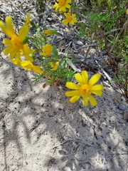 Senecio pinnatifolius