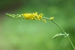 Agrimonia pilosa japonica