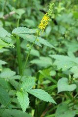 Agrimonia pilosa japonica