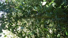 Camellia sinensis image