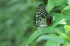Hestina assimilis assimilis