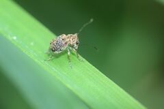Exechesops leucopis