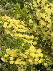 Acacia littorea
