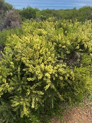 Acacia littorea