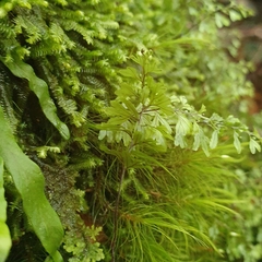 Hymenophyllum cupressiforme