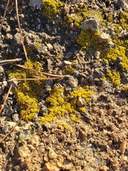 Candelariella