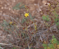 Hypericum triquetrifolium