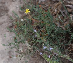 Hypericum triquetrifolium