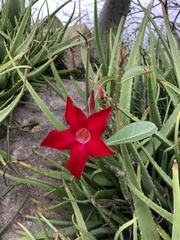 Adenium obesum