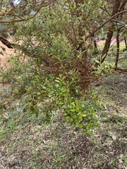 Spyridium globulosum