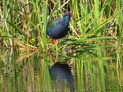 Porphyrio madagascariensis