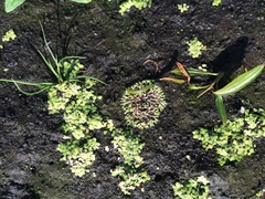 Riccia huebeneriana