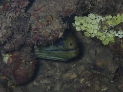 Gymnothorax javanicus
