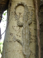 Hemidactylus leschenaultii