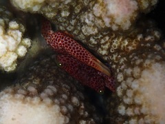 Trapezia rufopunctata