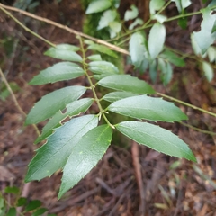 Atherosperma moschatum